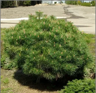 Сосна черная Брепо (Brepo) 